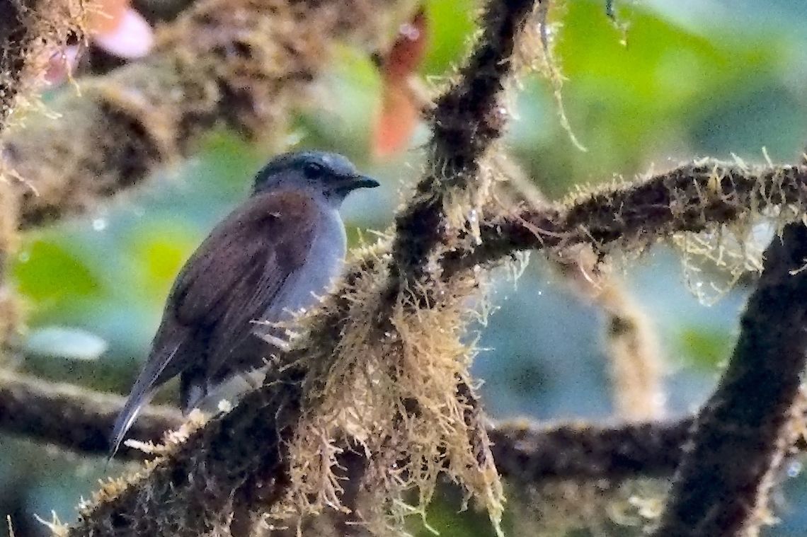 Andean Solitaire Andean Solitaire in Montezuma Andean solitaire,Colombia,Geotagged,Myadestes ralloides,Winter