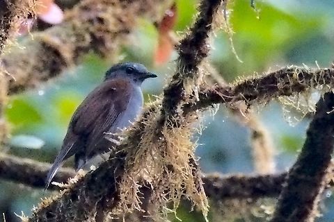 Andean Solitaire Andean Solitaire in Montezuma Andean solitaire,Colombia,Geotagged,Myadestes ralloides,Winter
