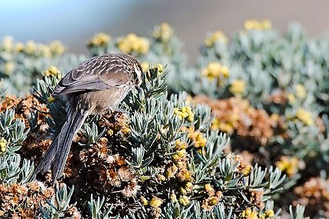 Andean tit-spinetail