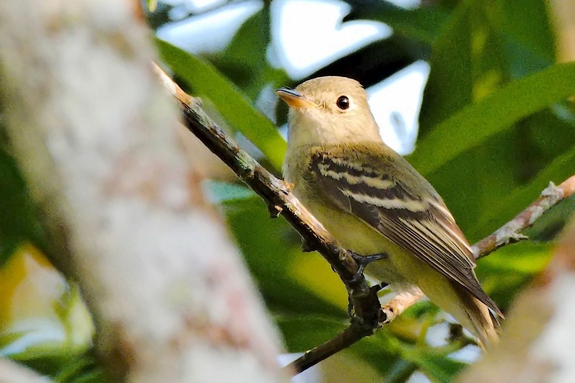 Acadian Flycatcher seen at La Reserva Natural Victoria-Saman&aacute; Acadian flycatcher,Colombia,Empidonax virescens,Geotagged,Winter