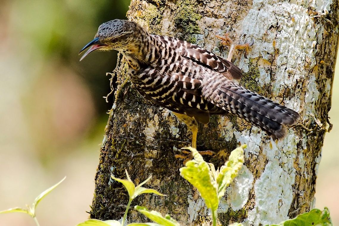Band-backed Wren Campylorhynchus zonatus seen at R&iacute;o Claro Reserva, Sendero La Mulata Band-backed wren,Campylorhynchus zonatus,Colombia,Geotagged,Winter
