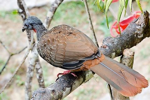 Band-tailed Guan seen at Sierra Nevada de Santa Marta NP near some feeders Band-tailed guan,Colombia,Geotagged,Penelope argyrotis,Winter