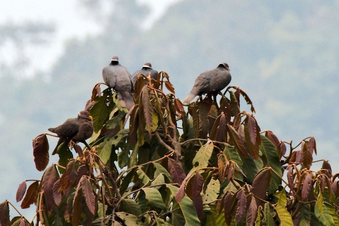 Band-tailed Pigeon seen near the Yellow-eared Parrot Reserve Band-tailed pigeon,Colombia,Geotagged,Patagioenas fasciata,Winter