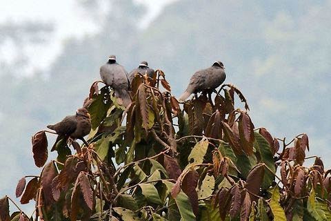 Band-tailed Pigeon seen near the Yellow-eared Parrot Reserve Band-tailed pigeon,Colombia,Geotagged,Patagioenas fasciata,Winter