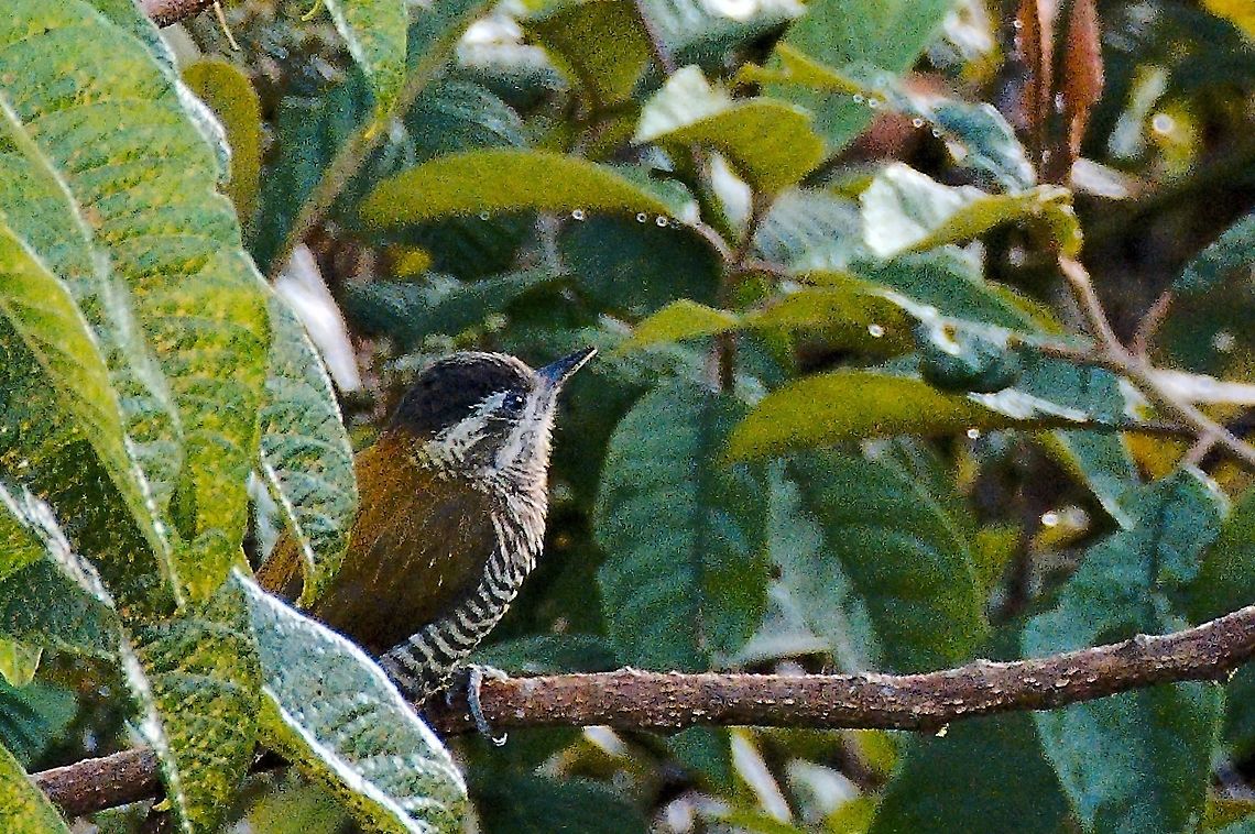 Bar-bellied Woodpecker seen at El Cortaderal, Santa Rosa, Risaralda, Colombia  Bar-bellied woodpecker,Colombia,Geotagged,Veniliornis nigriceps,Winter
