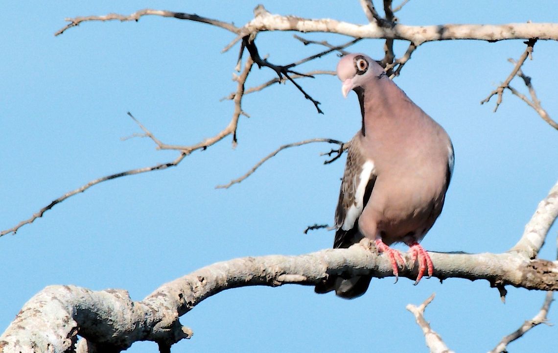 Bare-eyed Pigeon at village Camarones near SFF Los Flamencos Bare-eyed pigeon,Colombia,Geotagged,Patagioenas corensis,Winter