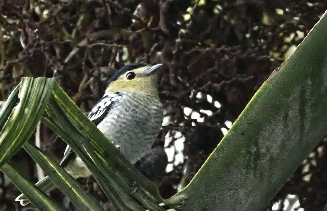 Barred Becard 2nd one here ;) Barred becard,Colombia,Geotagged,Pachyramphus versicolor