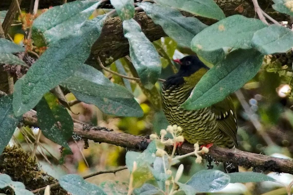 Barred Fruiteater seen at Hacienda El Bosque (<a href="https://www.google.com/maps/place/Hacienda+El+Bosque/@5.0246834,-75.3717357,17z/data=!3m1!4b1!4m12!1m6!3m5!1s0x8e4767c5f12c4b49:0xff1e1986680b0722!2sHacienda+El+Bosque!8m2!3d5.0246781!4d-75.3695416!3m4!1s0x8e4767c5f12c4b49:0xff1e1986680b0722!8m2!3d5.0246781!4d-75.3695416)" rel="nofollow">https://www.google.com/maps/place/Hacienda+El+Bosque/@5.0246834,-75.3717357,17z/data=!3m1!4b1!4m12!1m6!3m5!1s0x8e4767c5f12c4b49:0xff1e1986680b0722!2sHacienda+El+Bosque!8m2!3d5.0246781!4d-75.3695416!3m4!1s0x8e4767c5f12c4b49:0xff1e1986680b0722!8m2!3d5.0246781!4d-75.3695416)</a> Barred fruiteater,Colombia,Geotagged,Hacienda El Bosque,Pipreola arcuata,Winter