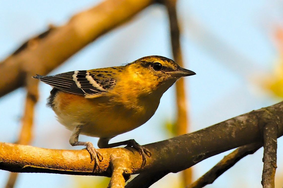 Bay-breasted Warbler  Bay-breasted warbler,Colombia,Geotagged,Setophaga castanea,Winter