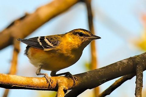 Bay-breasted Warbler  Bay-breasted warbler,Colombia,Geotagged,Setophaga castanea,Winter