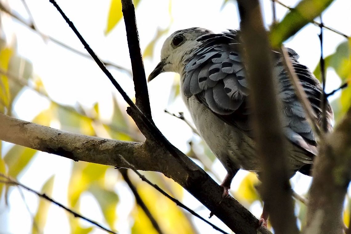 Blue Ground-Dove seen at the White Sand Forest (WS), Cerro Cacao Parque Blue ground dove,Claravis pretiosa,Colombia,Geotagged,Winter