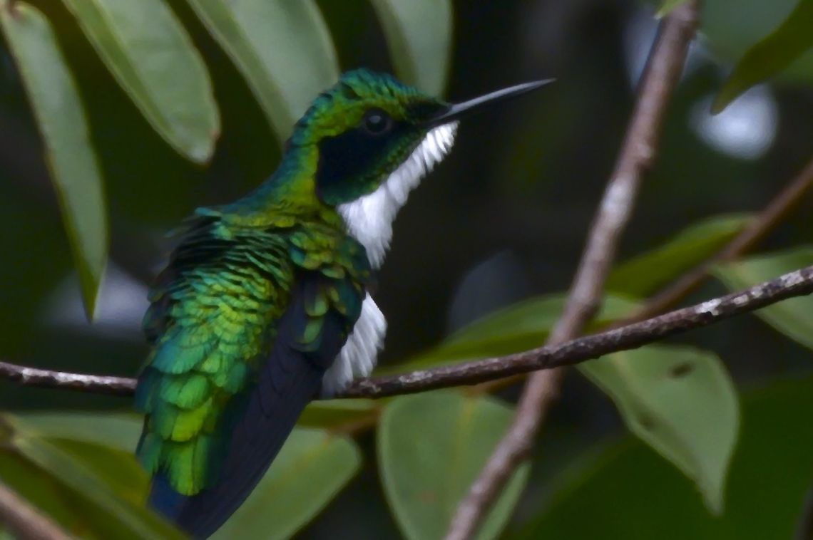 Black-eared Fairy seen at Comunidad Tukano Santa Cruz Black-eared fairy,Colombia,Geotagged,Heliothryx auritus,Winter