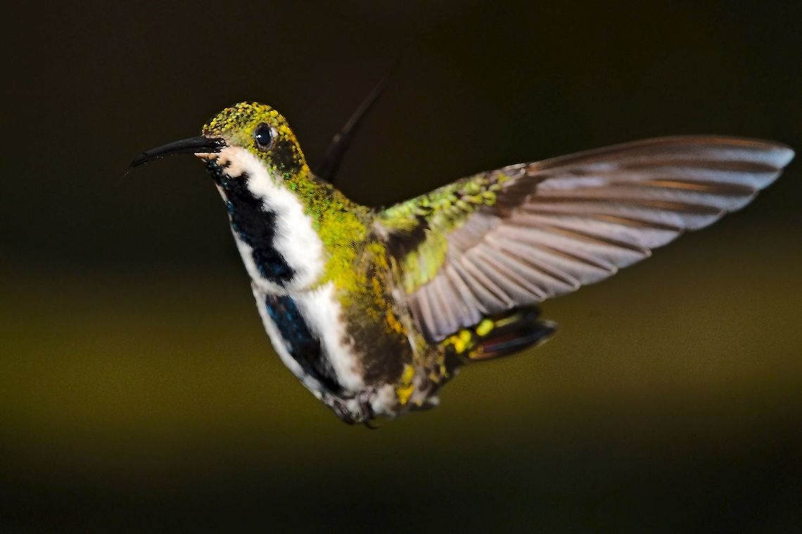 Black-throated Mango female seen at Montezuma Rainforest Reserve Tatama National Park Anthracothorax nigricollis,Black-throated mango,Colombia,Geotagged,Montezuma,Montezuma Rainforest,Tatama National Park,Winter