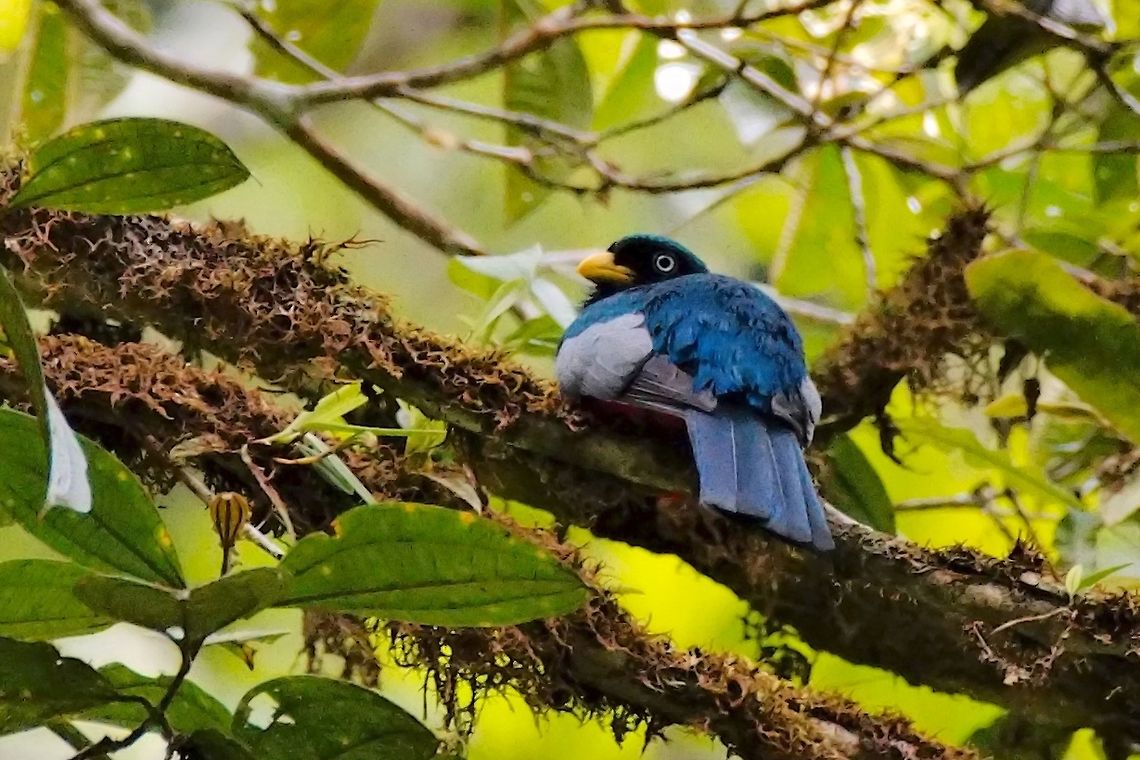 Blue-tailed Trogon also known as Choc&oacute; Trogon, seen at Anchicaya Valley Chocó trogon,Colombia,Geotagged,Trogon comptus,Winter