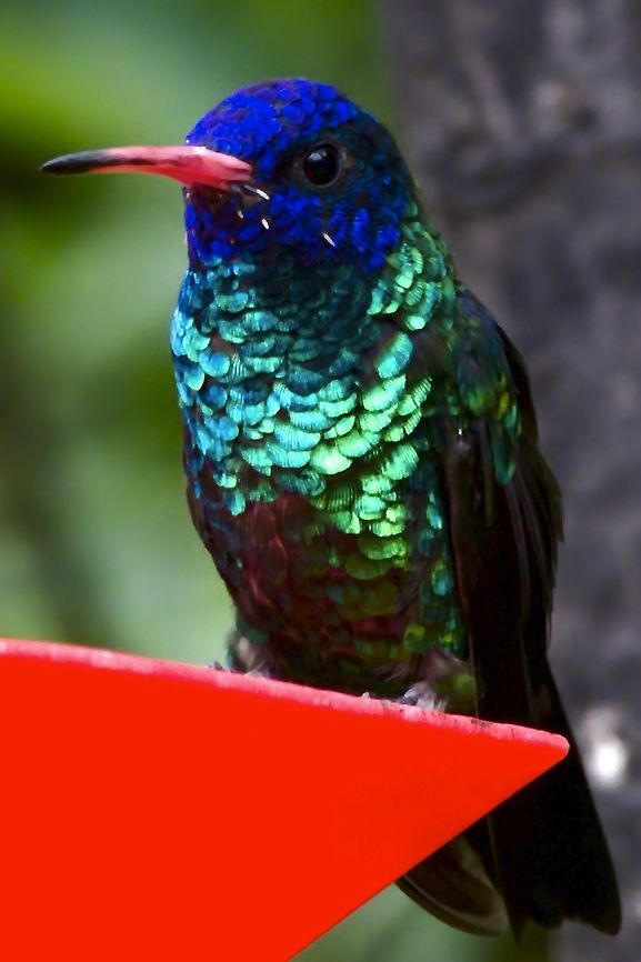 Blue-headed Sapphire seen at Finca Alejandr&iacute;a, km 18 Colombia,Geotagged,Hylocharis grayi,Winter,blue-headed sapphire