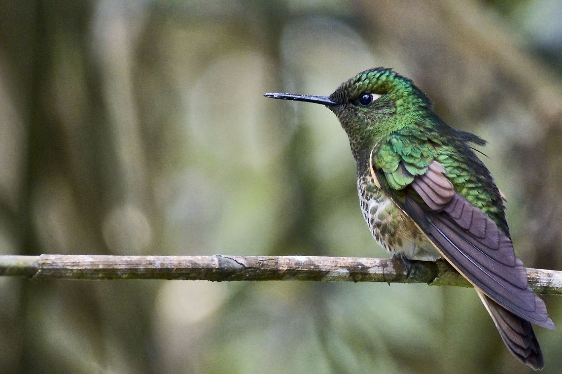Buff-tailed coronet at the private managed Parque Natural Chicaque Boissonneaua flavescens,Buff-tailed coronet,Colombia,Geotagged,Winter