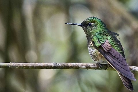Buff-tailed coronet at the private managed Parque Natural Chicaque Boissonneaua flavescens,Buff-tailed coronet,Colombia,Geotagged,Winter