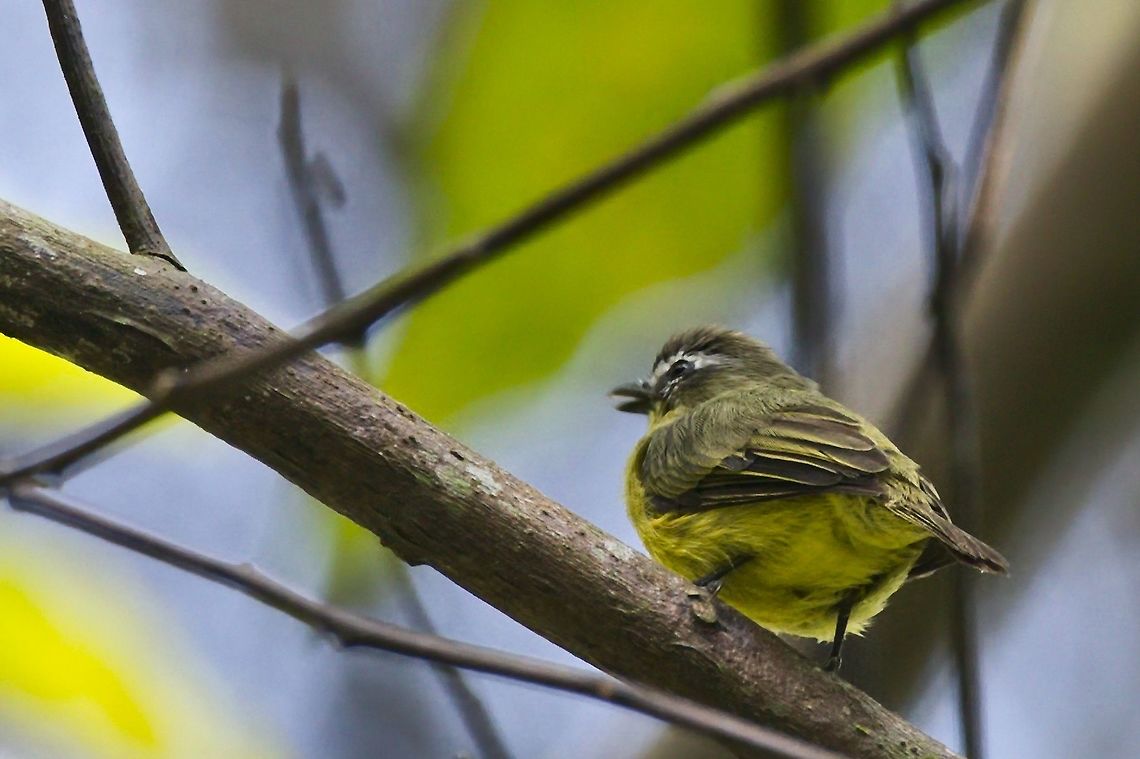 Brown-capped Tyrannulet seen at Rio Claro Reserve Brown-capped tyrannulet,Colombia,Geotagged,Ornithion brunneicapillus,Winter