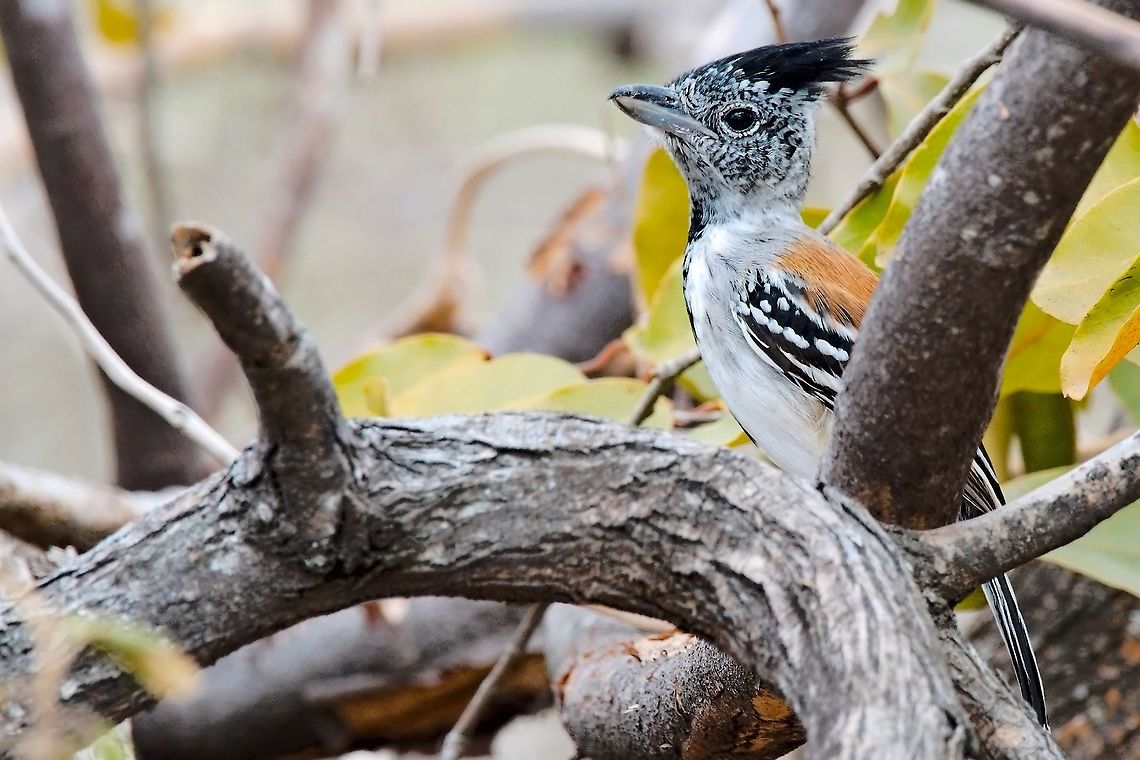 Black-crested Antshrike male the &quot;missing&quot; male seen at Camarones near SFF Los Flamencos Black-crested antshrike,Colombia,Geotagged,SFF Los Flamencos,Sakesphorus canadensis,Winter