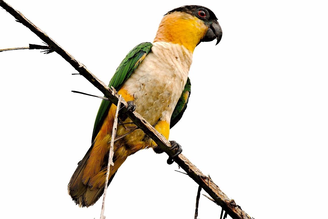 Black-headed Parrot seen at Rancho CaMaNa, Restrepo Black-headed parrot,Colombia,Geotagged,Pionites melanocephalus,Rancho CaMaNa,Restrepo,Winter