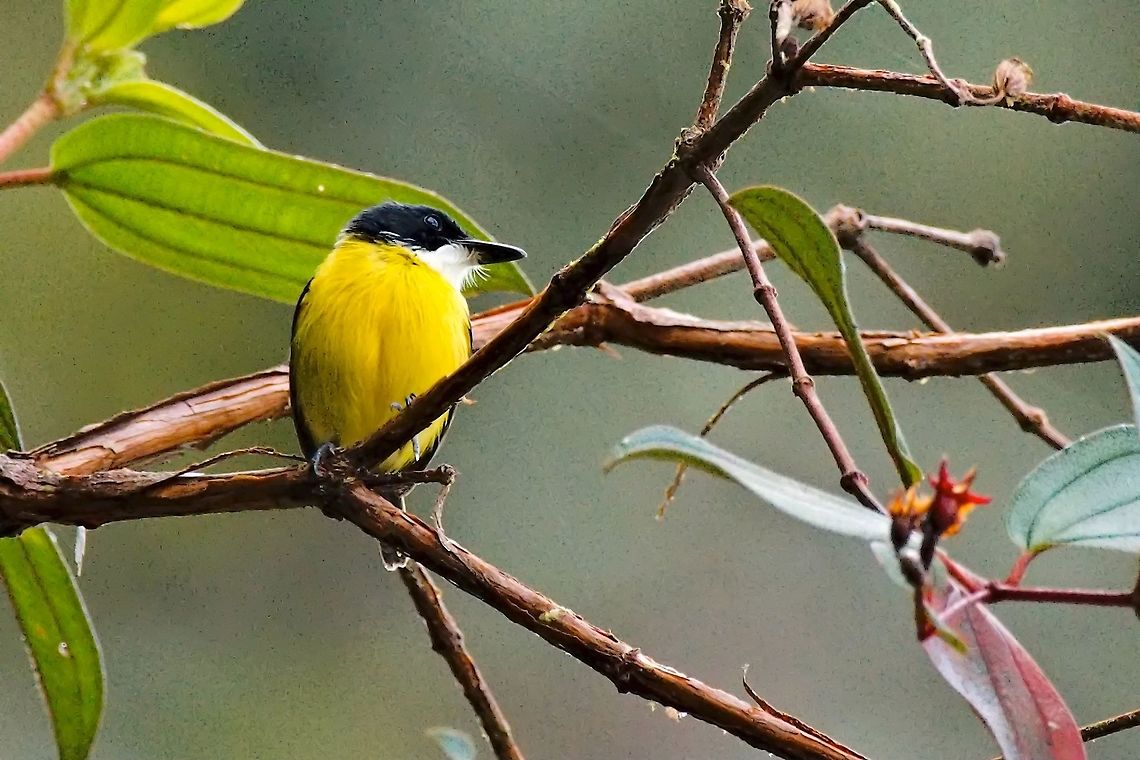 Black-headed Tody-Flycatcher seen at Anchicaya Valley, El descanso km 55 Do&ntilde;a Dora Anchicaya Valley,Black-headed tody-flycatcher,Colombia,Dona Dora,Geotagged,Todirostrum nigriceps,Winter