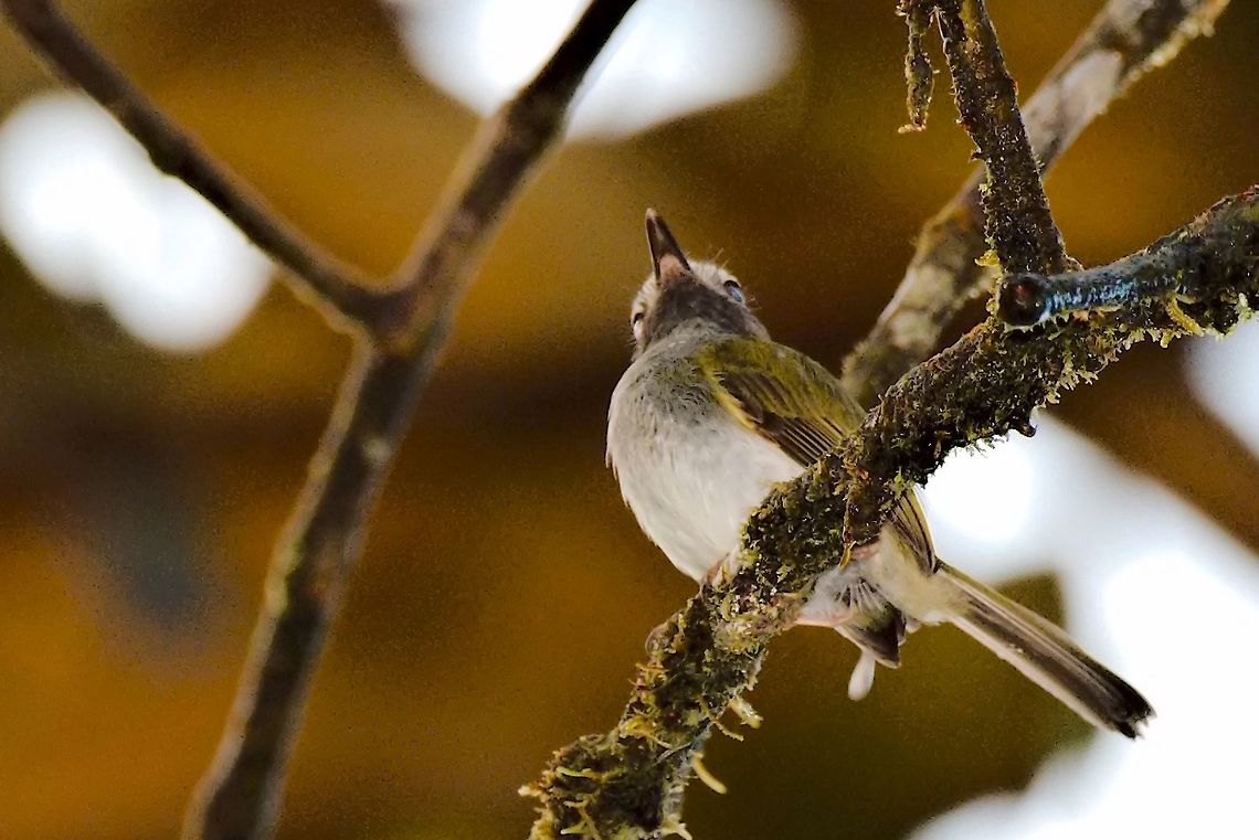 Black-throated Tody-Tyrant at Montezuma National Park, Colombia Black-throated tody-tyrant,Colombia,Geotagged,Hemitriccus granadensis,Montezuma Rainforest,Winter