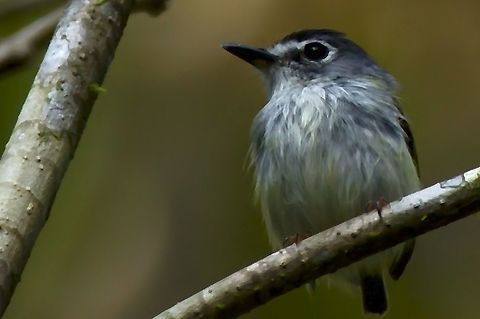 Black-capped Pygmy-Tyrant at Rio Claro Reserve Black-capped pygmy tyrant,Colombia,Geotagged,Myiornis atricapillus,Rio Claro,Winter