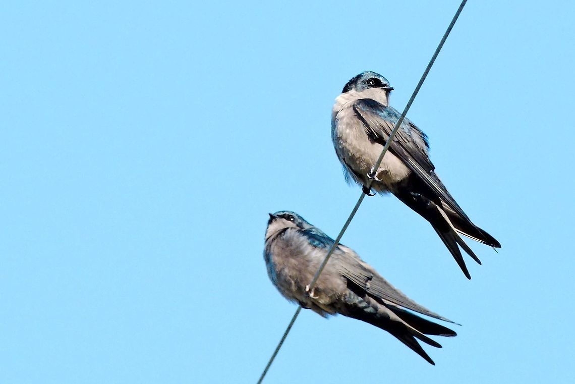 Brown-bellied Swallow couple "online" at R&iacute;o Blanco Brown-bellied swallow,Colombia,Geotagged,Notiochelidon murina,Rio Blanco,Winter