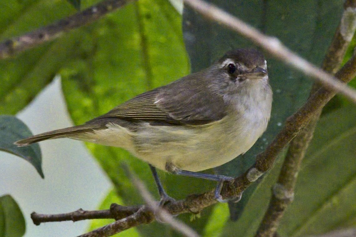Brown-capped Vireo at Finca Alejandr&iacute;a Brown-capped vireo,Colombia,Finca Alejandria,Geotagged,Vireo leucophrys,Winter