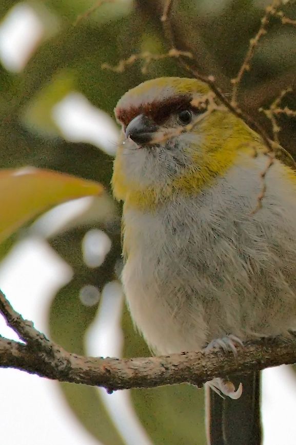 Black-billed Peppershrike seen near the Yellow-eared Parrot Reserve  Black-billed peppershrike,Colombia,Cyclarhis nigrirostris,Geotagged,Winter