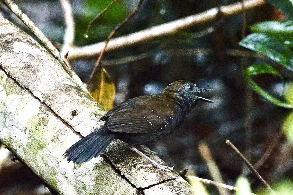 Black-throated Antbird seen at Mituse&ntilde;o, Vaup&eacute;s, Colombia  Black-throated antbird,Colombia,Geotagged,Mituseño,Myrmophylax atrothorax,Vaupés,Winter