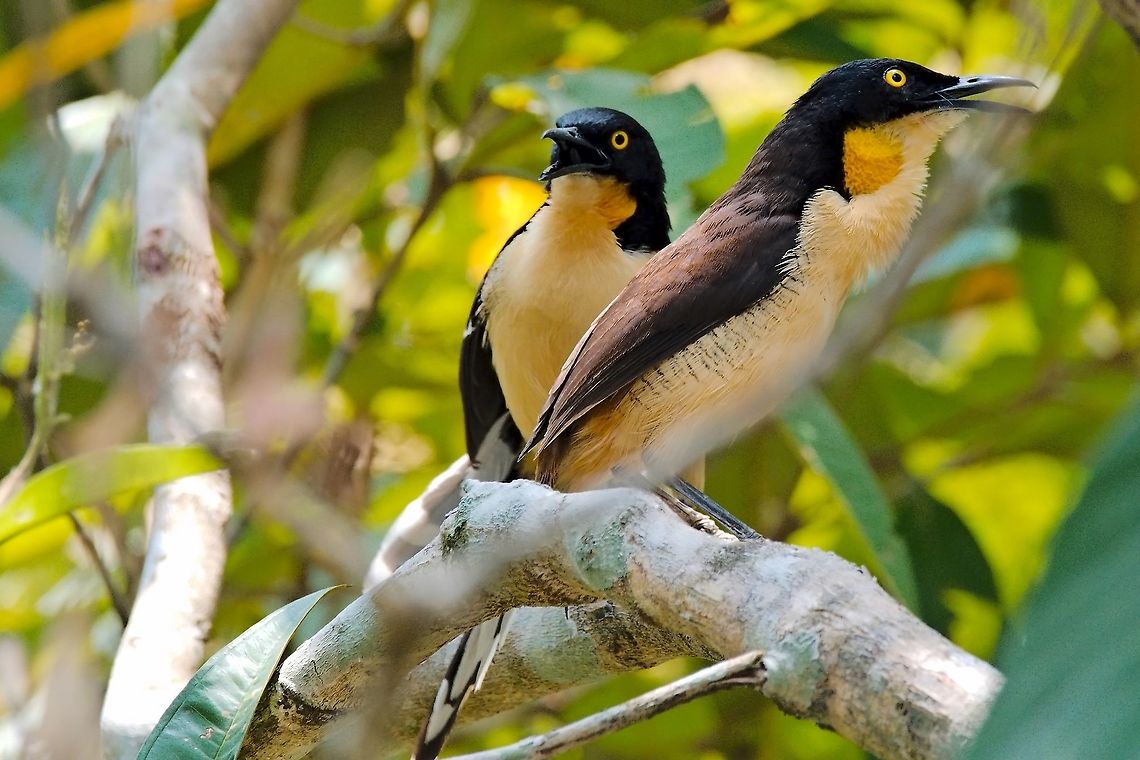 Black-capped Donacobius, couple seen at Hacienda CaMaN&aacute;, Restrepo near Villavicencio Black-capped donacobius,Colombia,Donacobius atricapilla,Geotagged,Hacienda CaMaNa,Restrepo,Winter