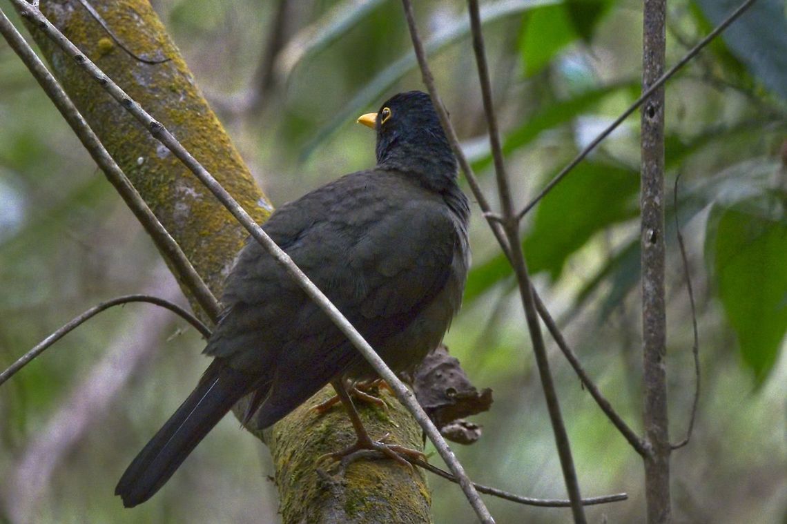 Black-hooded Thrush seen at El Dorado Natural Reserve, Black-hooded thrush,Colombia,Geotagged,Santa Marta,Turdus olivater,Winter
