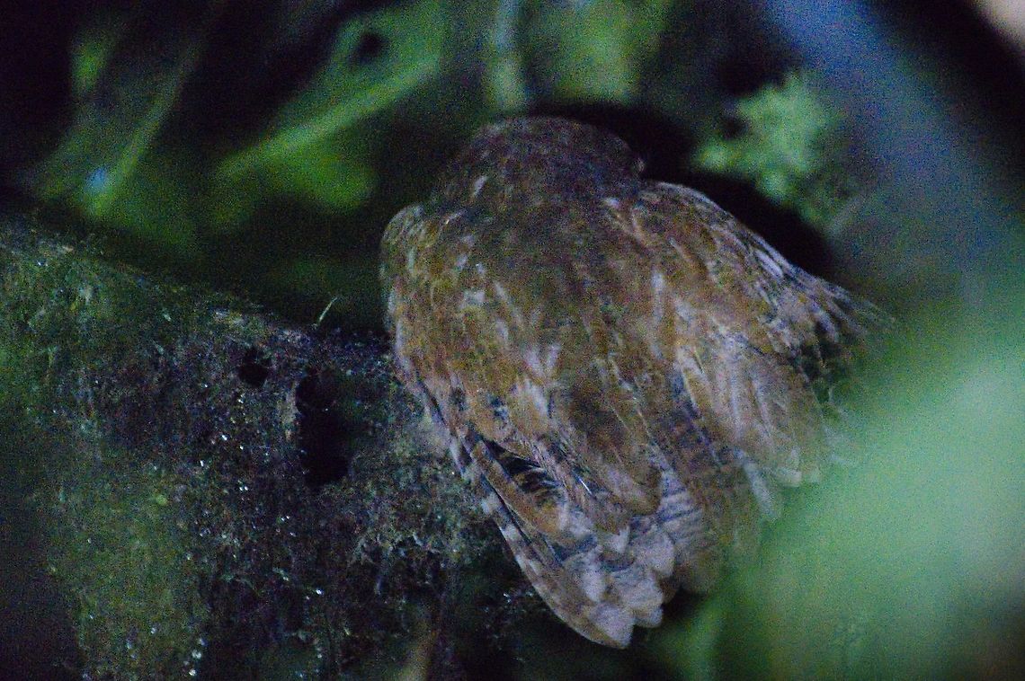 Colombian Screech-Owl seen at Montezuma Rainforest, not VERY cooperative Colombia,Geotagged,Megascops ingens,Montezuma,Rufescent screech owl,Tatama National Park,Winter