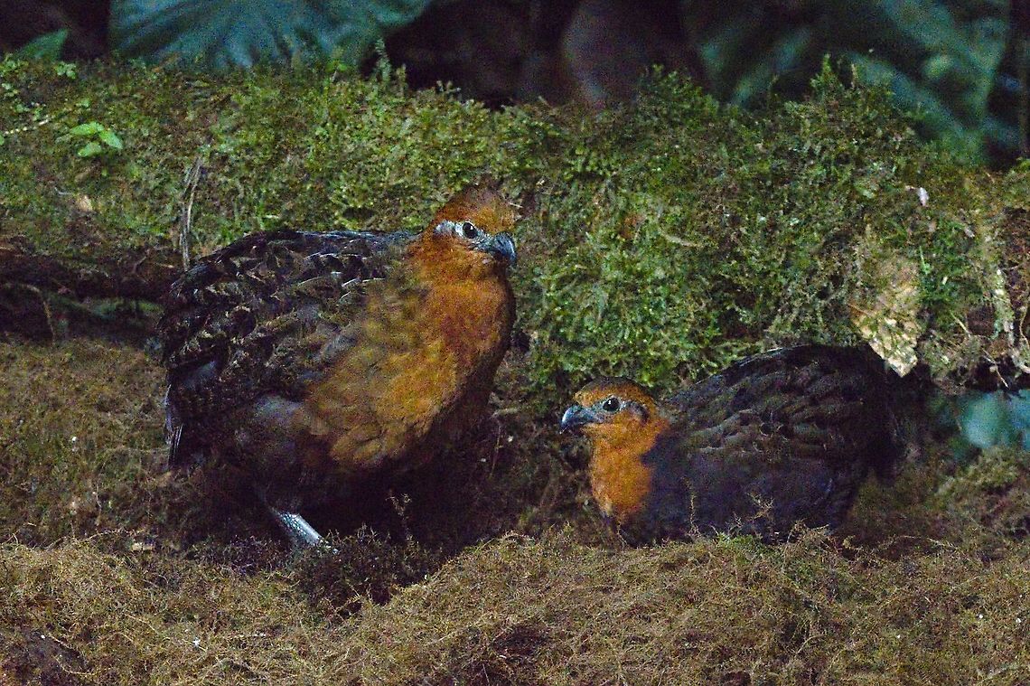 Chestnut Wood-Quail, couple seen at Finca Florida El Bosque de las Aves Chestnut wood quail,Colombia,El Bosque de las Aves,Finca Florida,Geotagged,Odontophorus hyperythrus,Winter