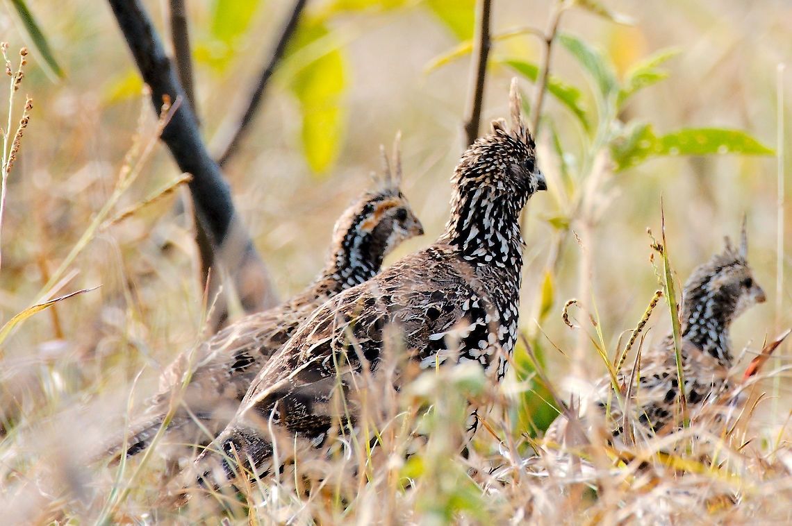 Crested Bobwhite family Adult with two chicks, seen at Lago de Picalena Colinus cristatus,Colombia,Crested bobwhite,Geotagged,Lago de Picalena,Winter