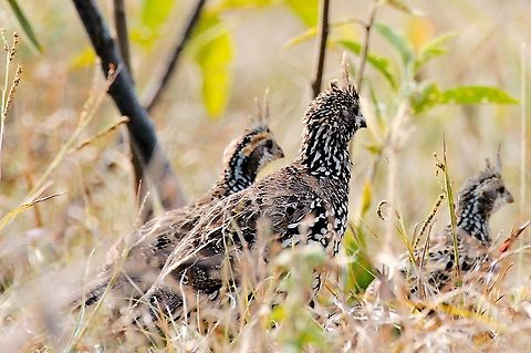 Crested Bobwhite family Adult with two chicks, seen at Lago de Picalena Colinus cristatus,Colombia,Crested bobwhite,Geotagged,Lago de Picalena,Winter