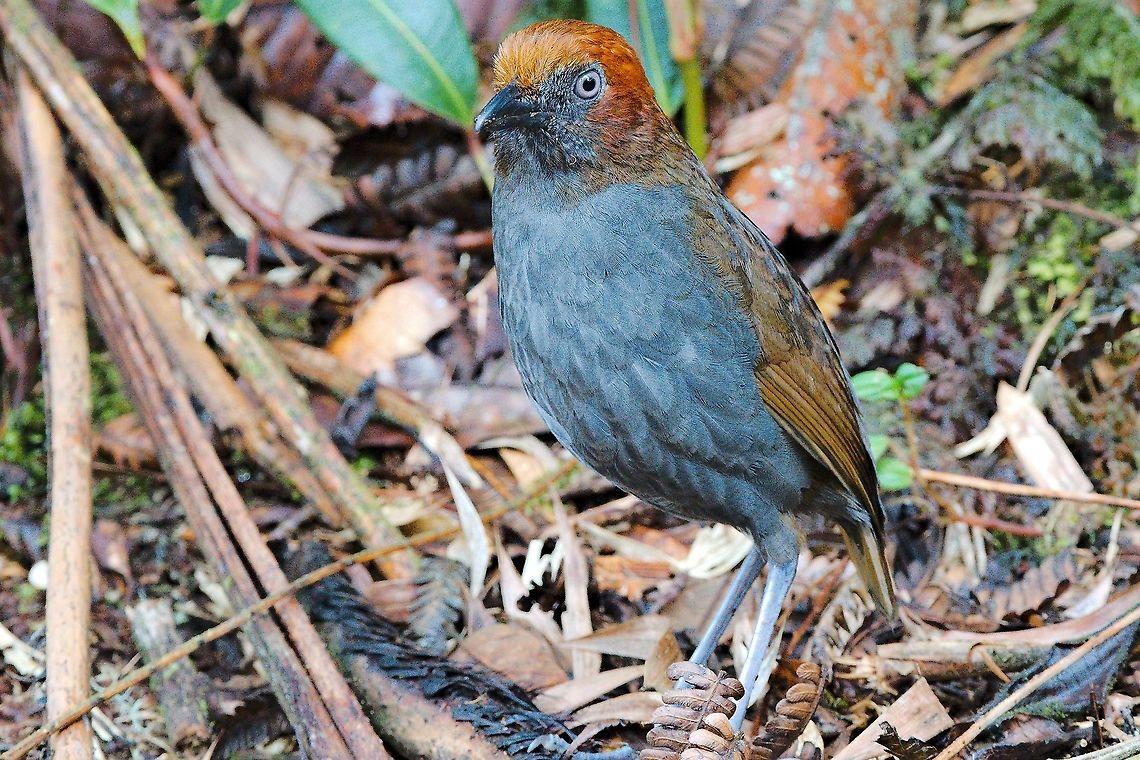Chestnut-naped Antpitta seen at the feeders at Yellow-eared Parrot Reserve Chestnut-naped antpitta,Colombia,Geotagged,Grallaria nuchalis,Winter,Yellow-eared Parrot Reserve
