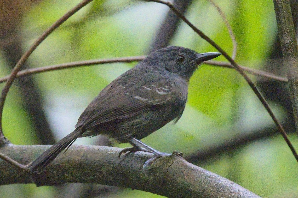 Dusky Antbird seen at the Camino Montfortiano, near Salinas Up&iacute;n (Minas del Sal de Upin) Camino Montfortiano,Cercomacroides tyrannina,Colombia,Dusky antbird,Geotagged,Winter