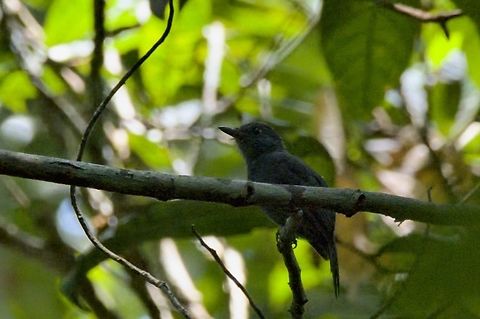 Cinereous antshrike