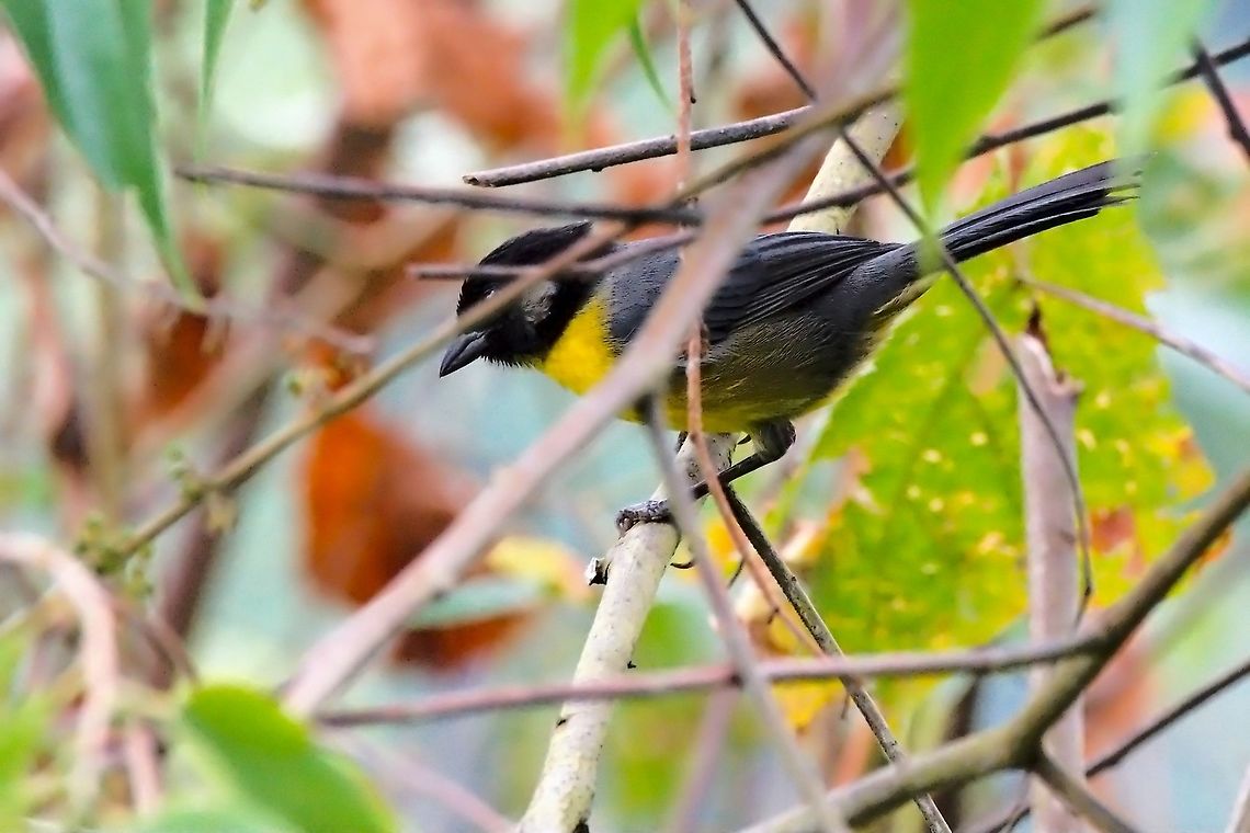 Santa Marta brush-finch  (not --Black-headed Tanager--) seen at El Dorado NP, thanks to Thibaud Aronson !!<br />
endemic to Colombia Atlapetes melanocephalus,Black-headed tanager,Colombia,El Dorado NP,Geotagged,Santa Marta,Santa Marta brush finch,Tangara cyanoptera,Winter,endemic
