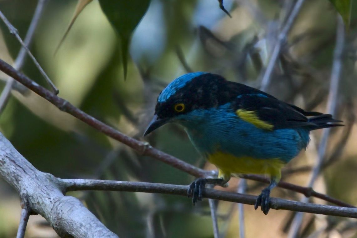 Black-faced Dacnis at Aquitania Road Black-faced dacnis,Colombia,Dacnis lineata,Geotagged,Winter