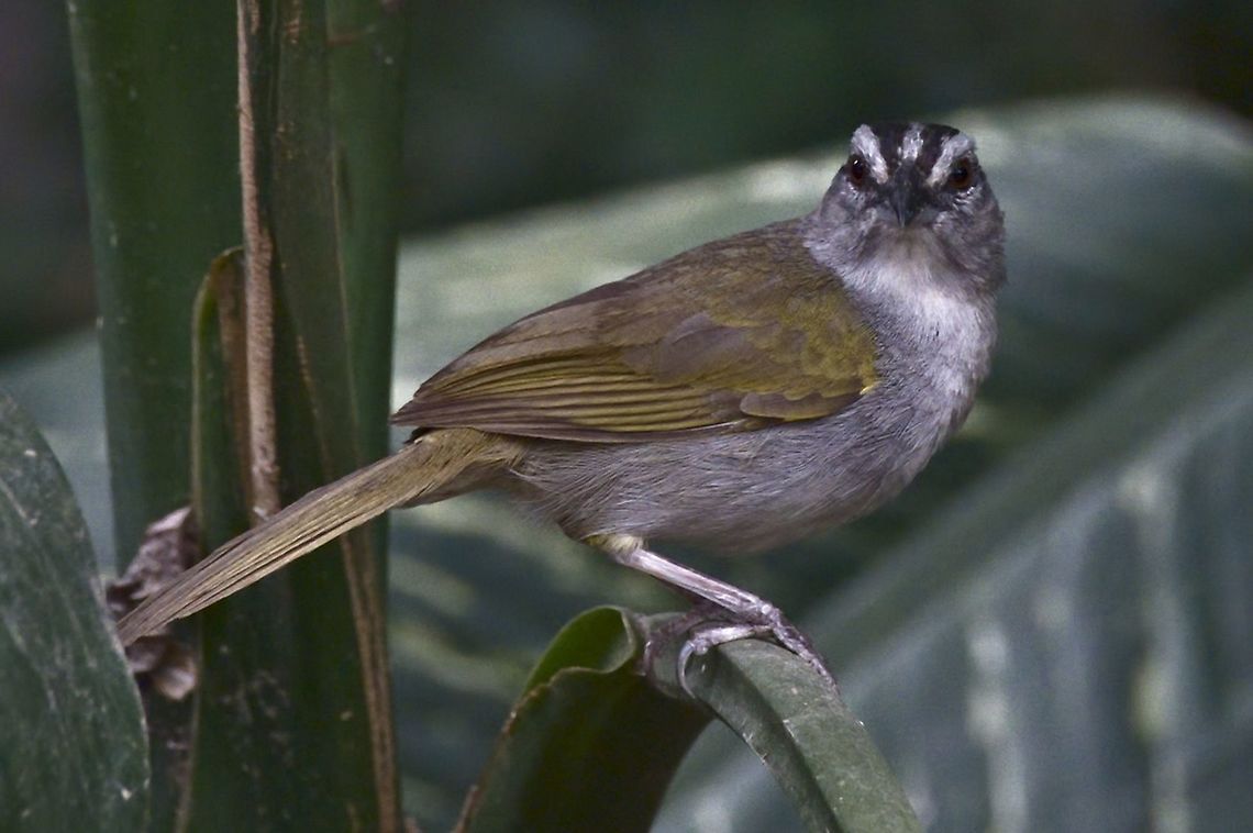 Black-striped Sparrow at Los Alpes Farm, Ibagu&eacute; Arremonops conirostris,Black-striped sparrow,Colombia,Geotagged,Ibague,Los Alpes Farm,Winter