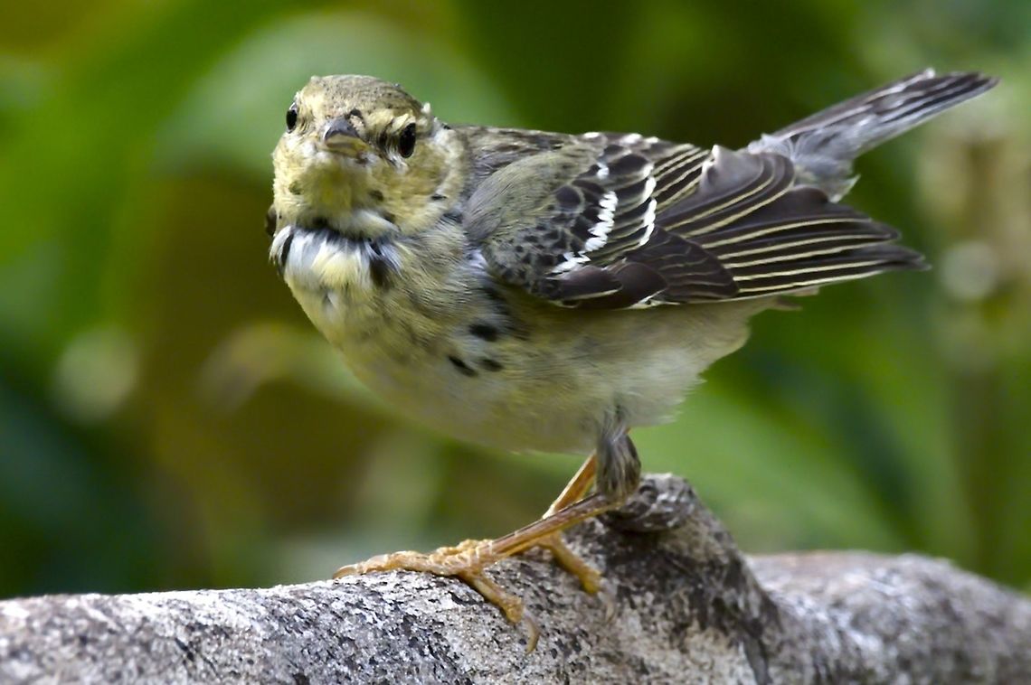 Blackpoll Warbler at Rancho CaMaN&aacute;, Restrepo Blackpoll warbler,Colombia,Geotagged,Rancho CaMaNa,Restrepo,Setophaga striata,Winter