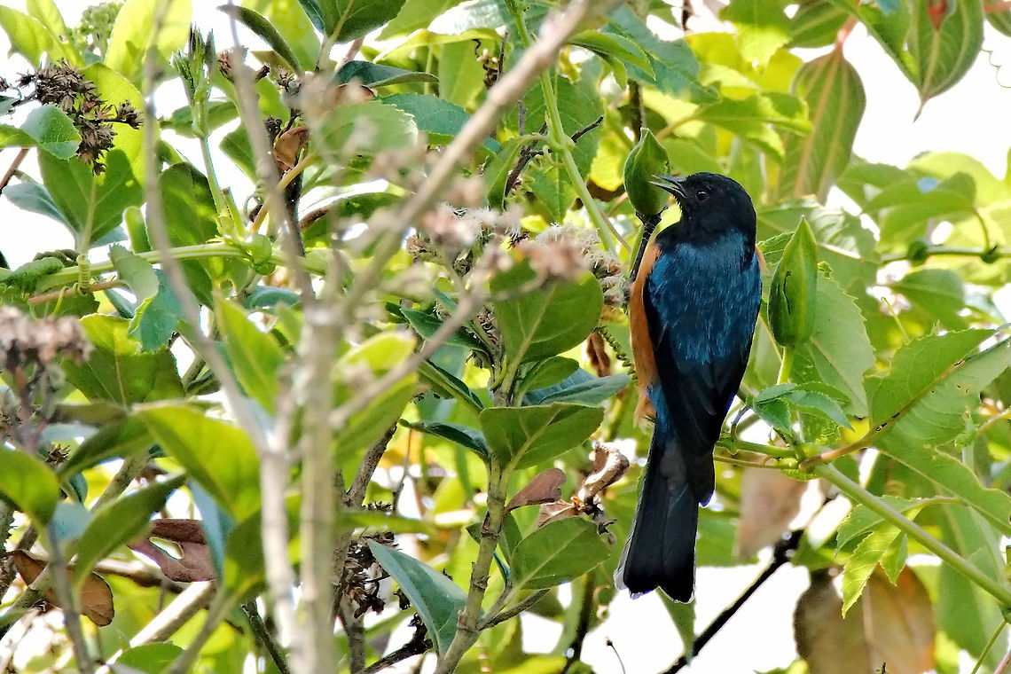 Blue-backed_Conebill_124_DSC5297! seen at  Hacienda El Bosque V&iacute;a Panamericana, Manizales, Caldas, Colombia. Blue-backed conebill,Colombia,Conirostrum sitticolor,Geotagged,Hacienda El Bosque,Winter