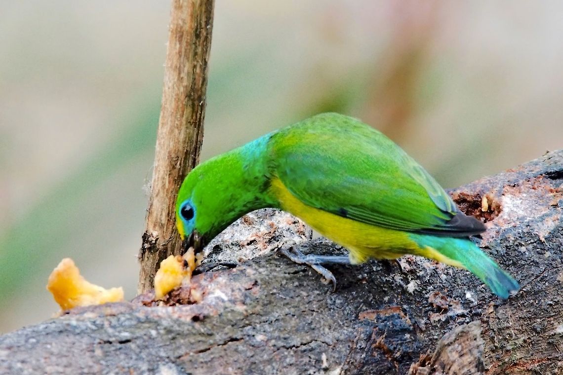 Blue-naped Chlorophonia at El Dorado Natural Reserve Blue-naped chlorophonia,Chlorophonia cyanea,Colombia,El Dorado NP,Geotagged,Winter