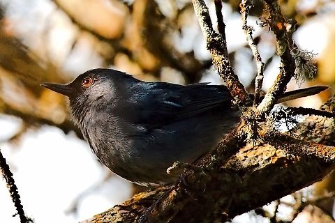 Bluish flowerpiercer
