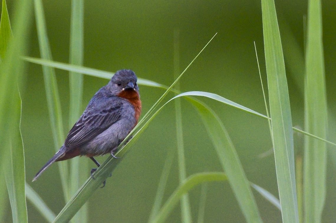 Chestnut-bellied Seedeater seen at Comunidad Pueblo Nuevo, Mit&uacute; Vaup&eacute;s Chestnut-bellied seedeater,Colombia,Geotagged,Mitu,Sporophila castaneiventris,Vaupés,Winter