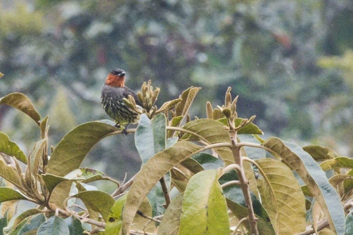 Chestnut-crested Cotinga near Jard&iacute;n, Mirador El Roble (Pe&ntilde;as Blancas) Ampelion rufaxilla,Chestnut-crested cotinga,Colombia,Geotagged,Jardin,Winter