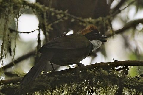 Chestnut-capped Brush-Finch at Parque National Tatam&aacute;, Montezuma Rainforest  Arremon brunneinucha,Chestnut-capped brush finch,Colombia,Geotagged,Montezuma Rainforest,Tatama National Park,Winter